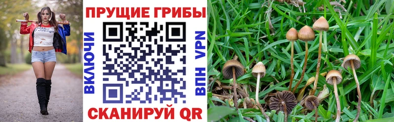 магазин    Химки  Галлюциногенные грибы мухоморы 